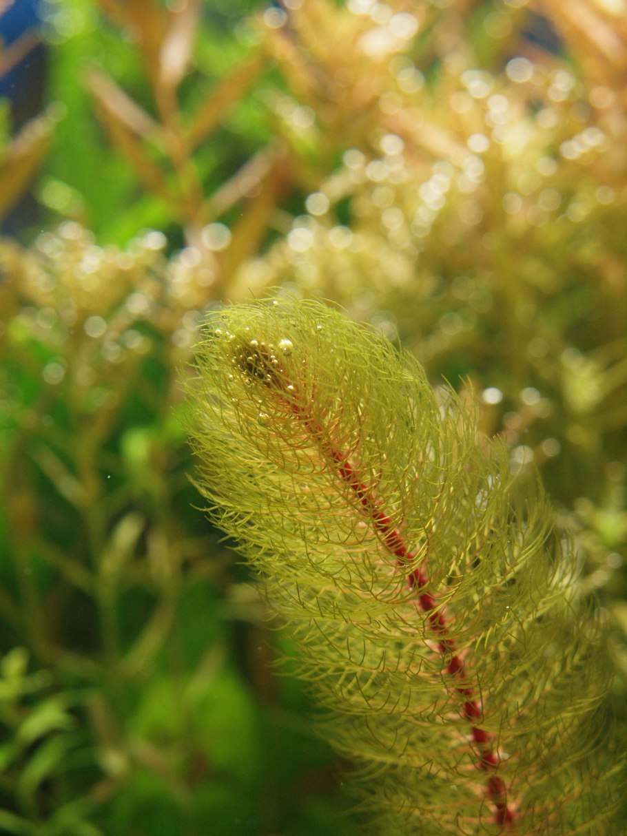 Перистолистник мириофиллум туберкулатум красный