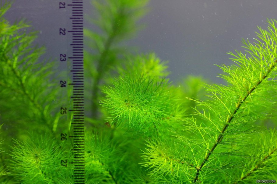 Уруть очередноцветковая