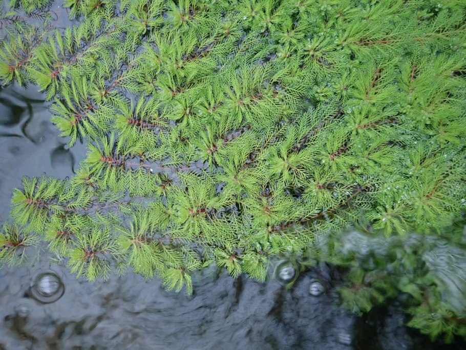 Myriophyllum aquaticum