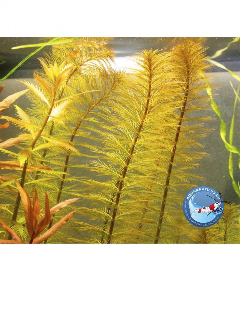 Роголистника Ceratophyllum demersum