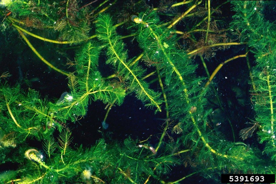 Роголистник полупогружённый