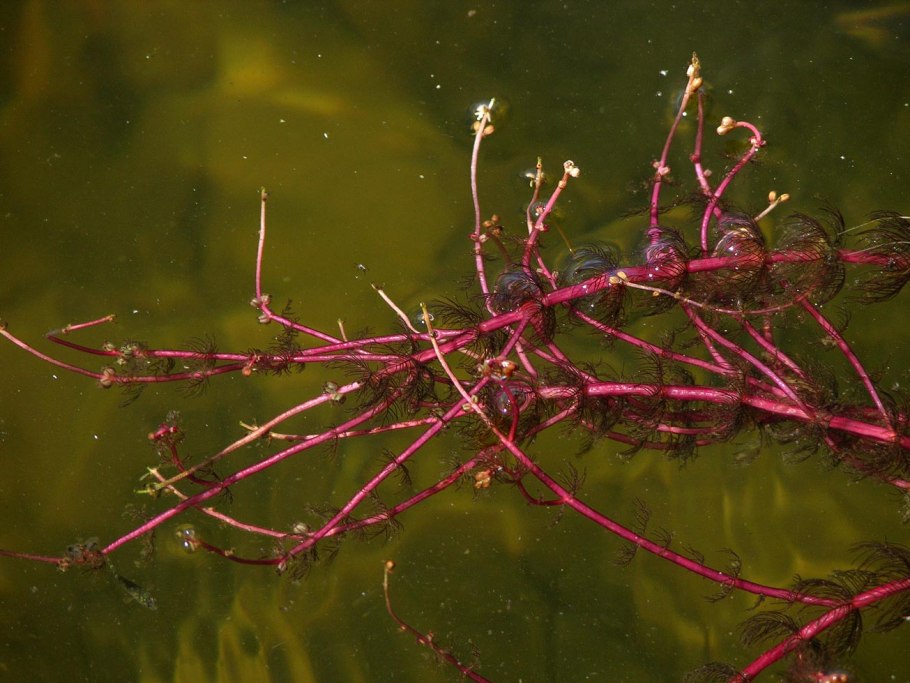 Перистолистник Рорайма