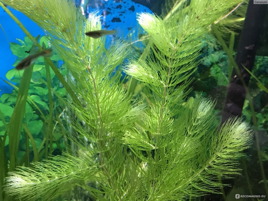 Лер heterophyllum