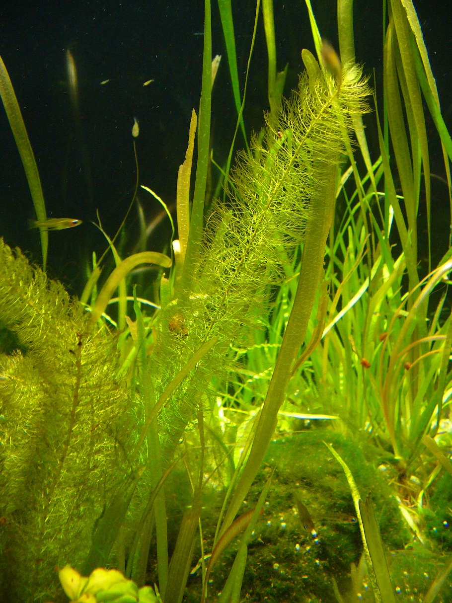 Уруть (Myriophyllum)