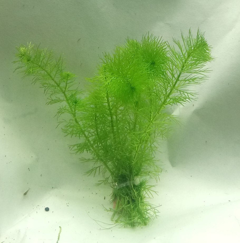 Перистолистник Рорайма