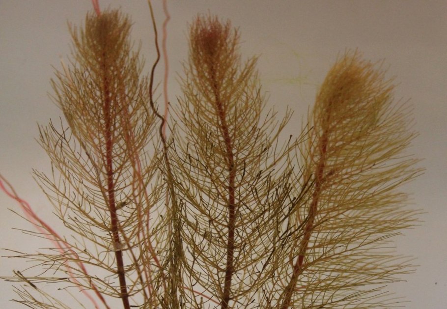 Уруть водная / Уруть колосистая