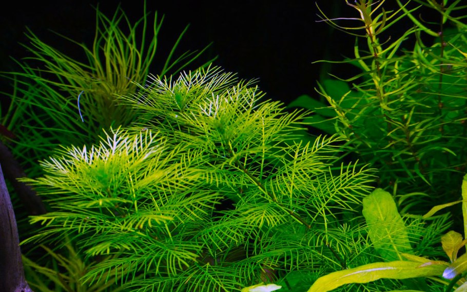Роголистник аквариумное растение