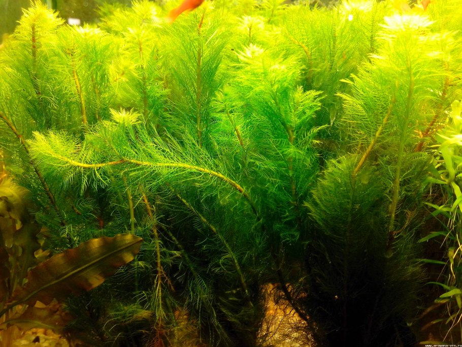 Перистолистник Гуайана