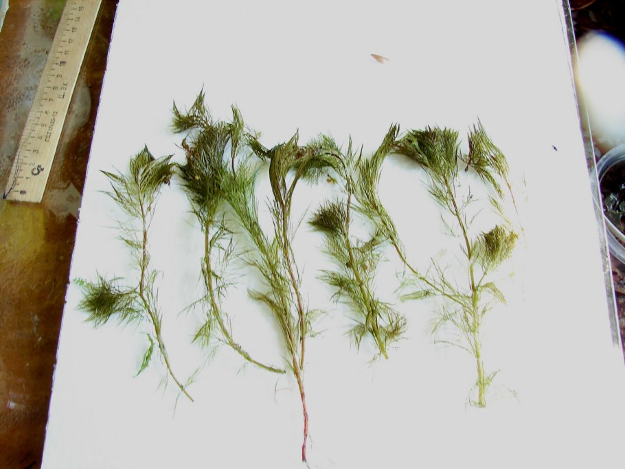 Перистолистник Рорайма