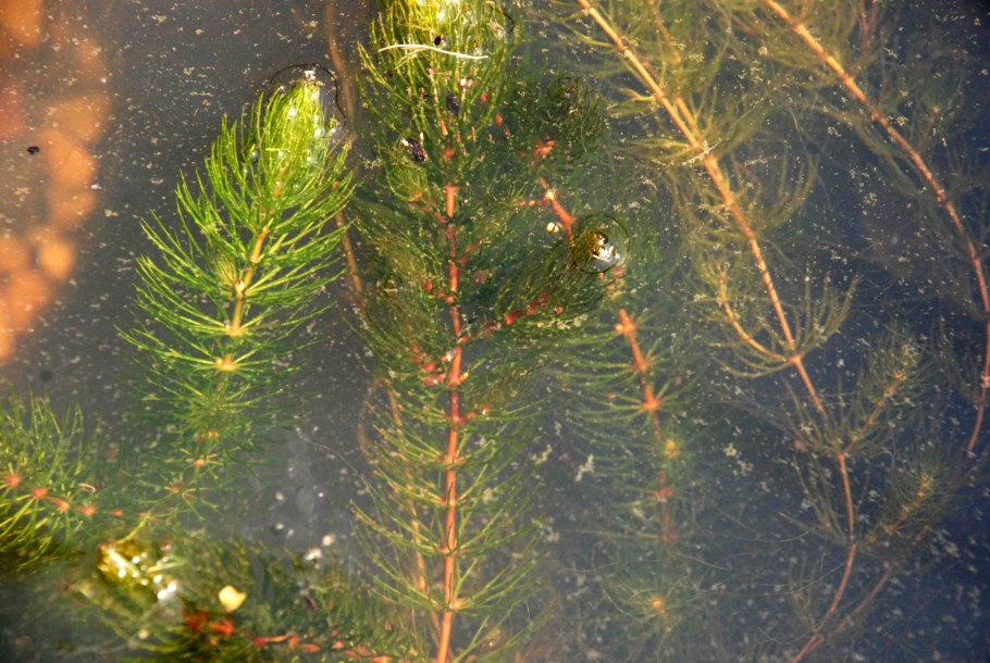 Уруть колосистая диаграмма