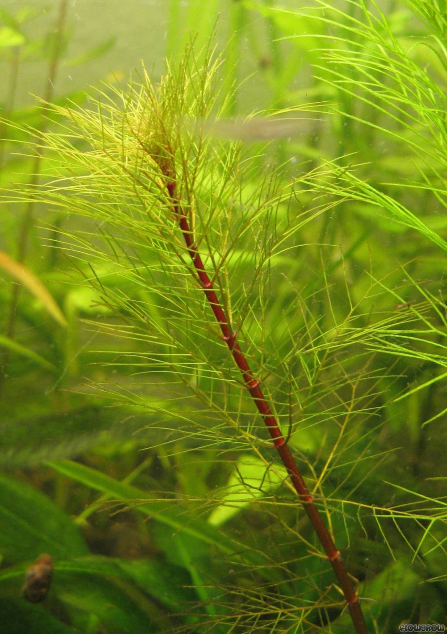 Уруть водная Myriophyllum Aquaticum