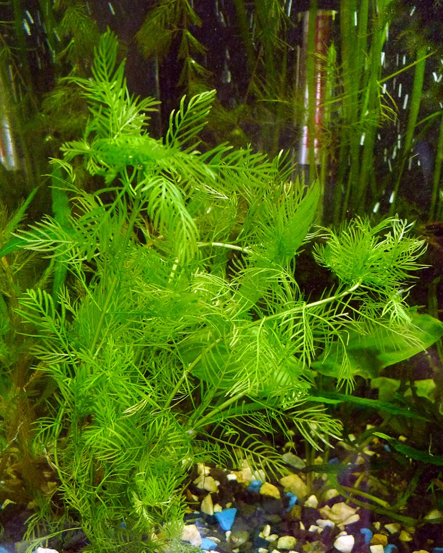 Перистолистник Гуайана