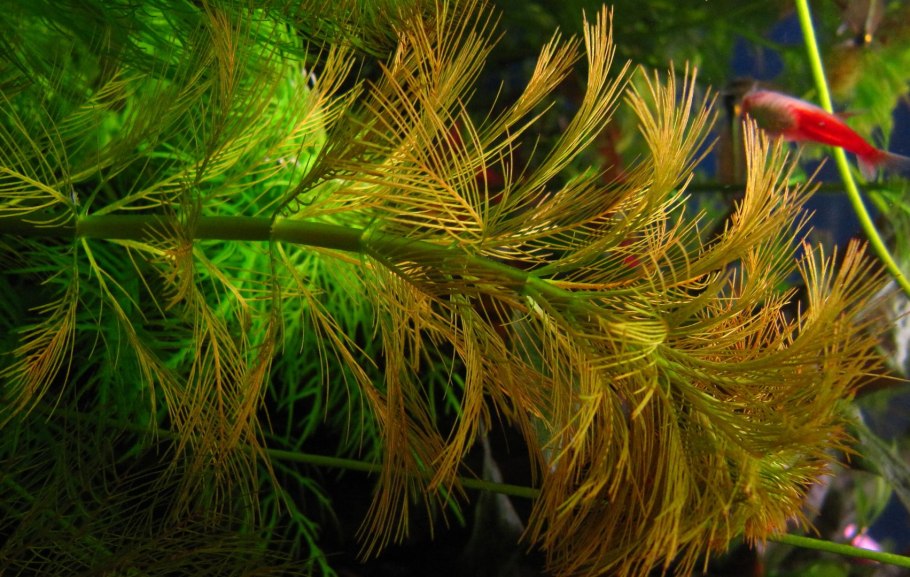 Перистолистник Рорайма