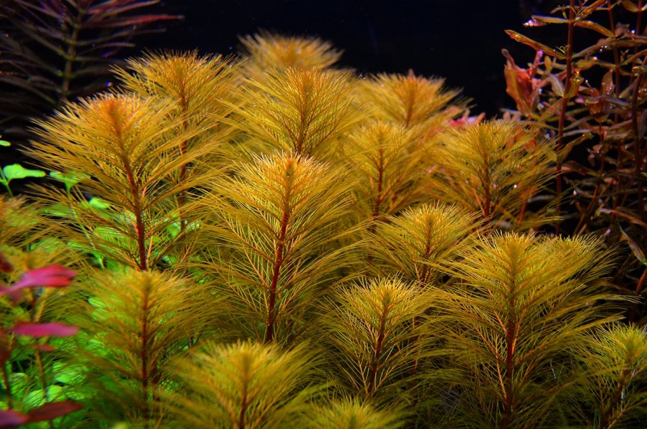 Перистолистник матогросский