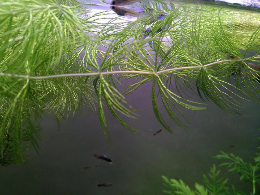 Уруть мутовчатая (Myriophyllum verticillatum)