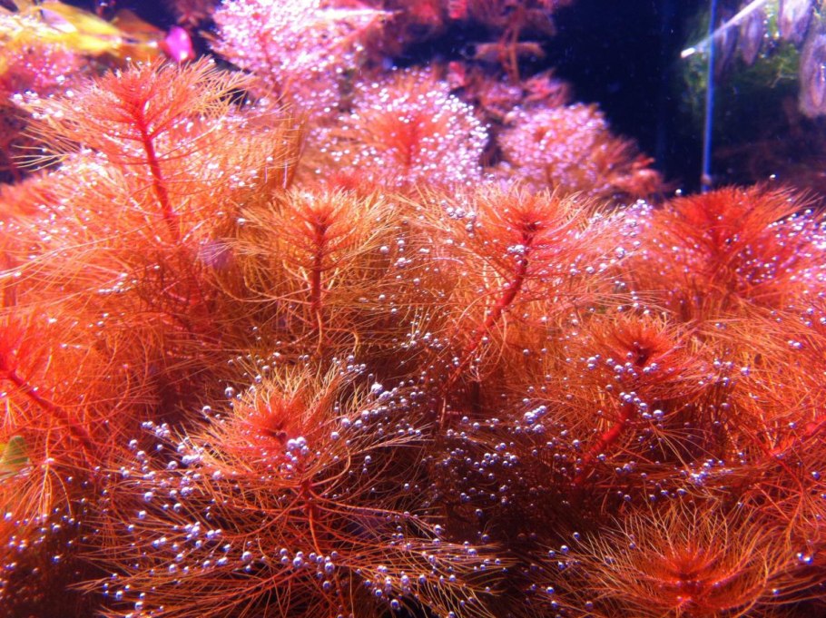 Роголистник аквариумное