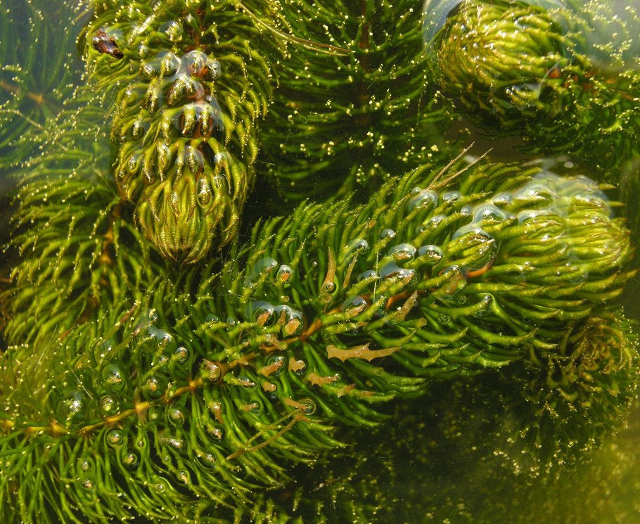 Перистолистник Рорайма