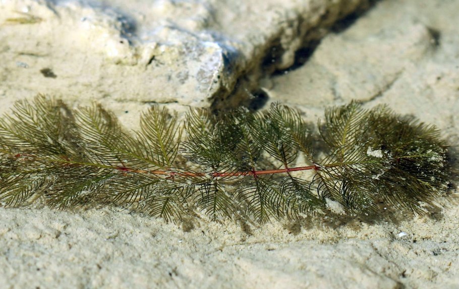 Уруть колосистая