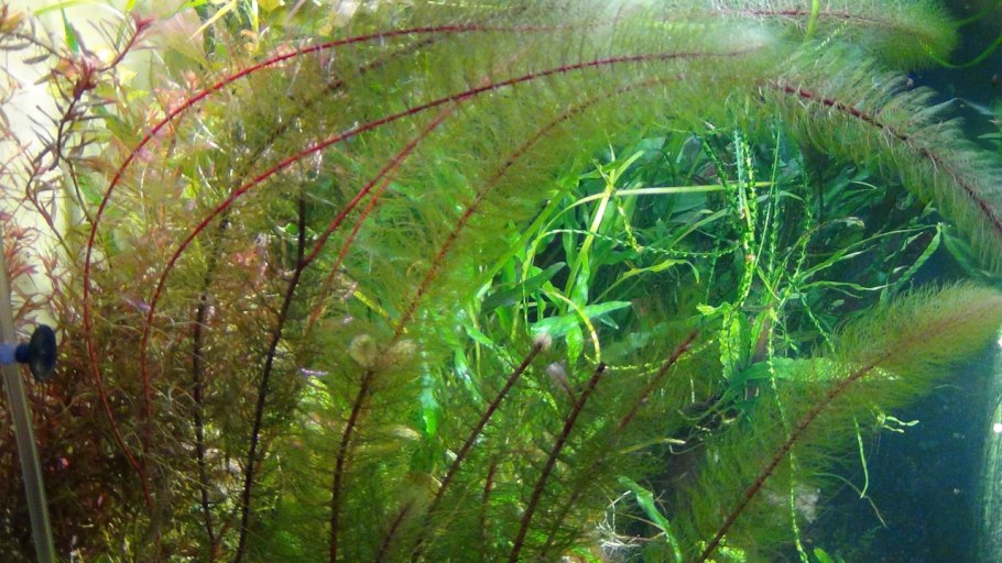 Перистолистник таиландский