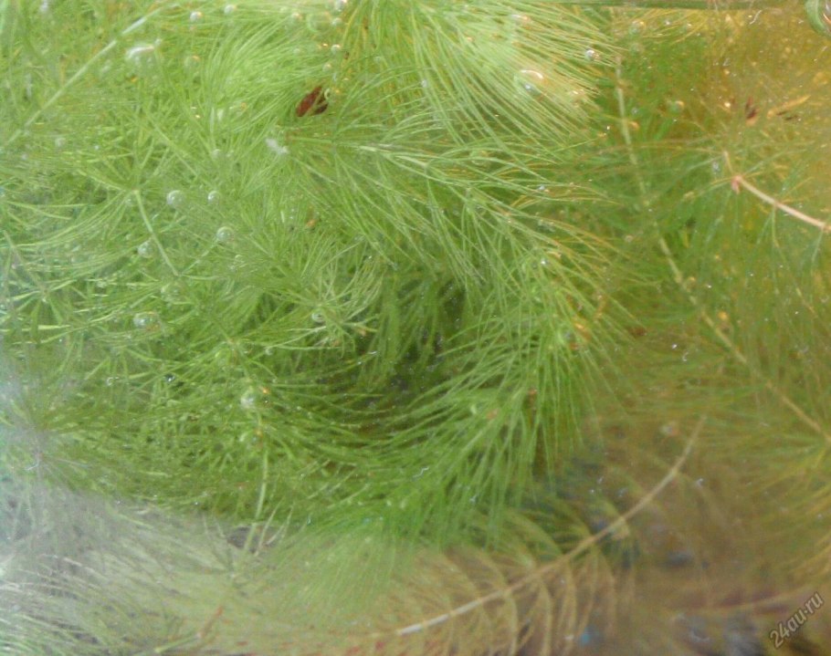 Перистолистник Гуаяна