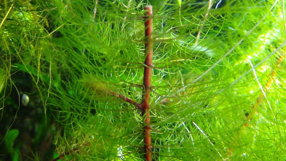 Перистолистник красностебельный