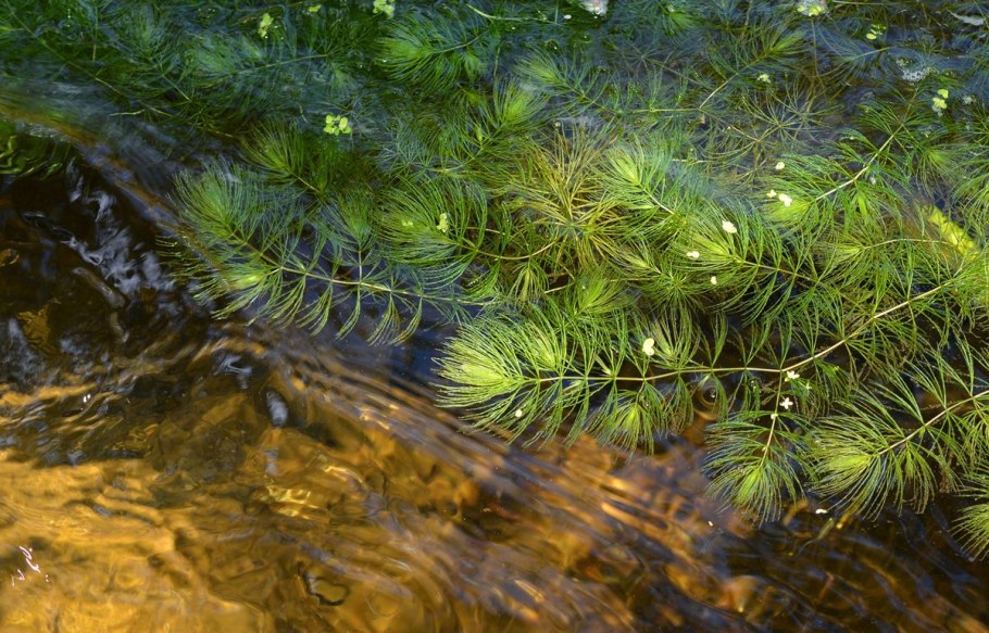 Уруть колосистая (Myriophyllum spicatum),