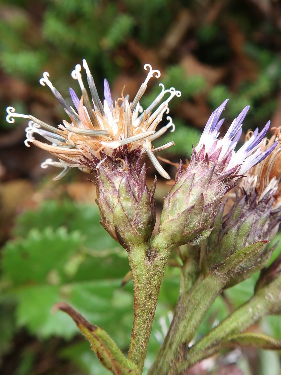 Saussurea Alpina