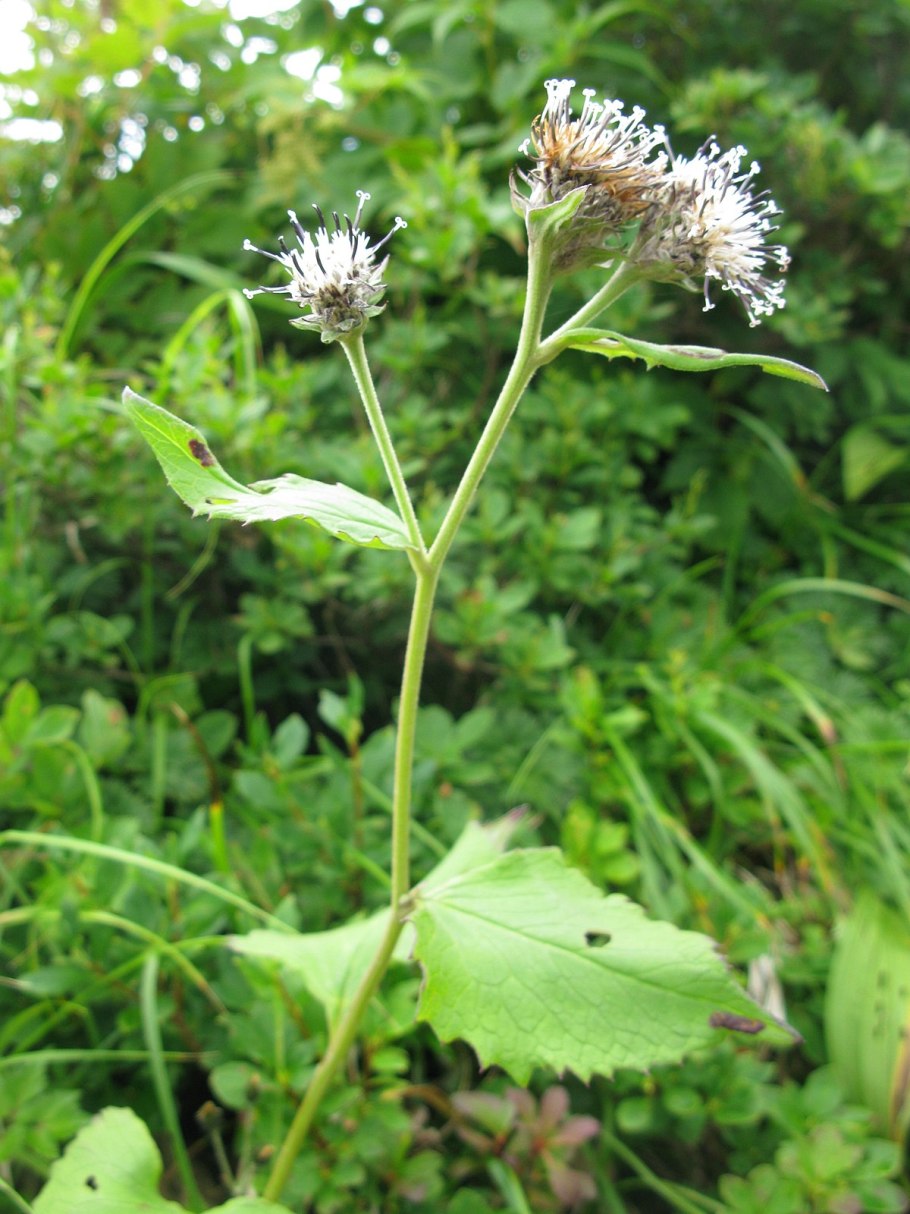 Saussurea Alpina