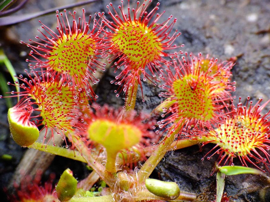 Семейство самшитовые (Buxaceae