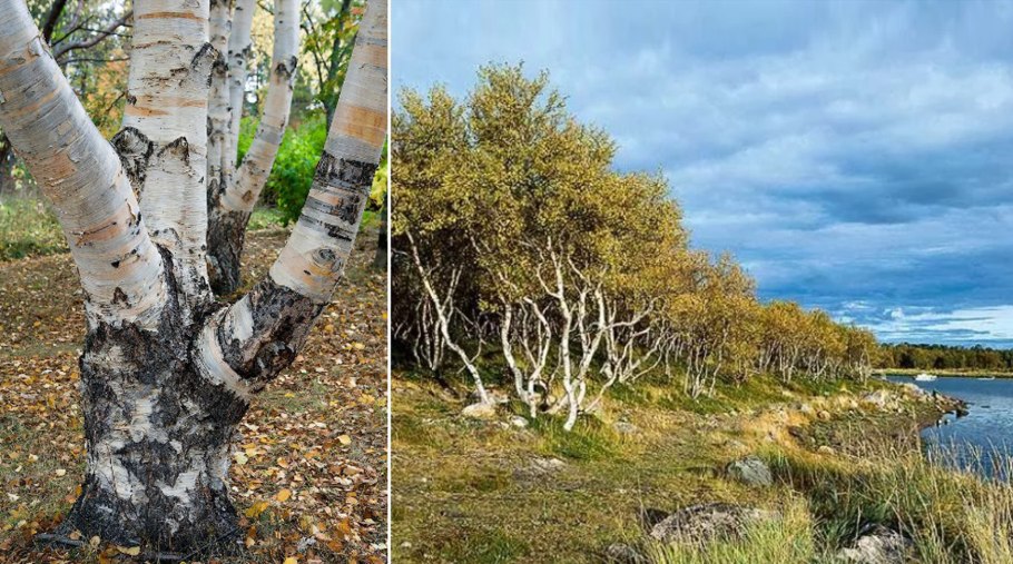 Одинокая береза