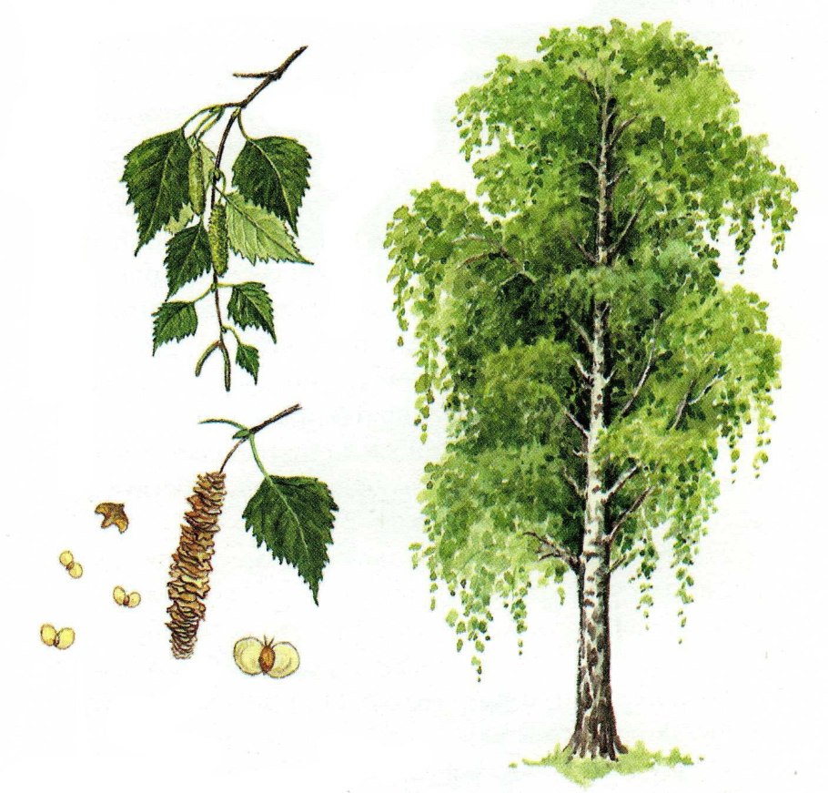 Береза приземистая - Betula humilis Schrank