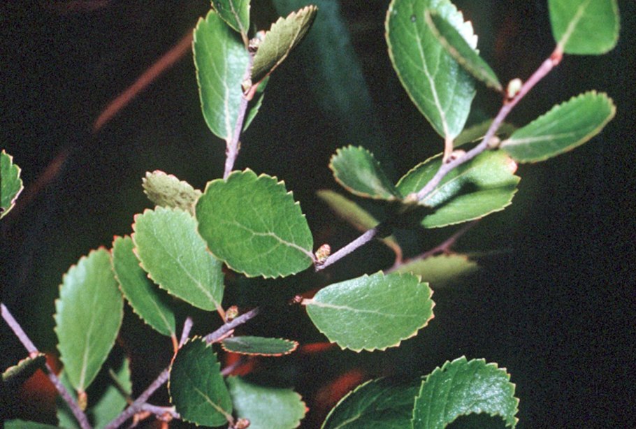 Betula pumila