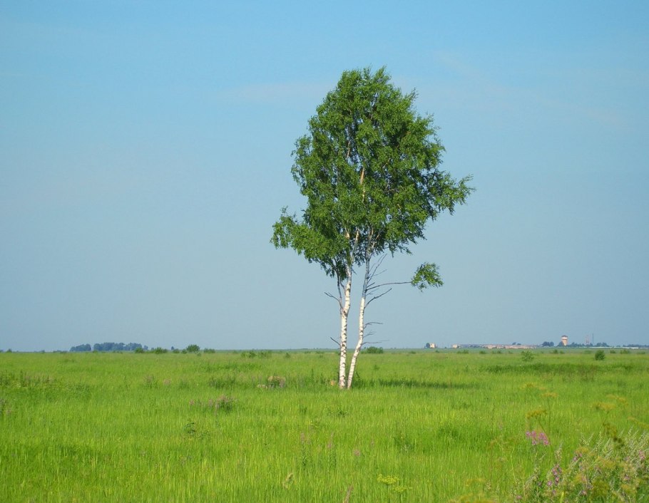 Берёза Радде