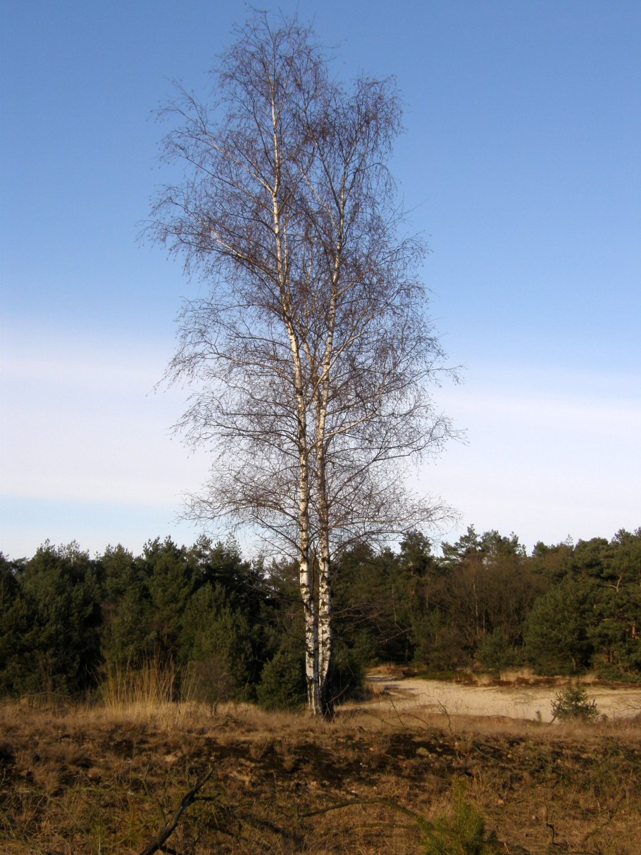 Береза в поле