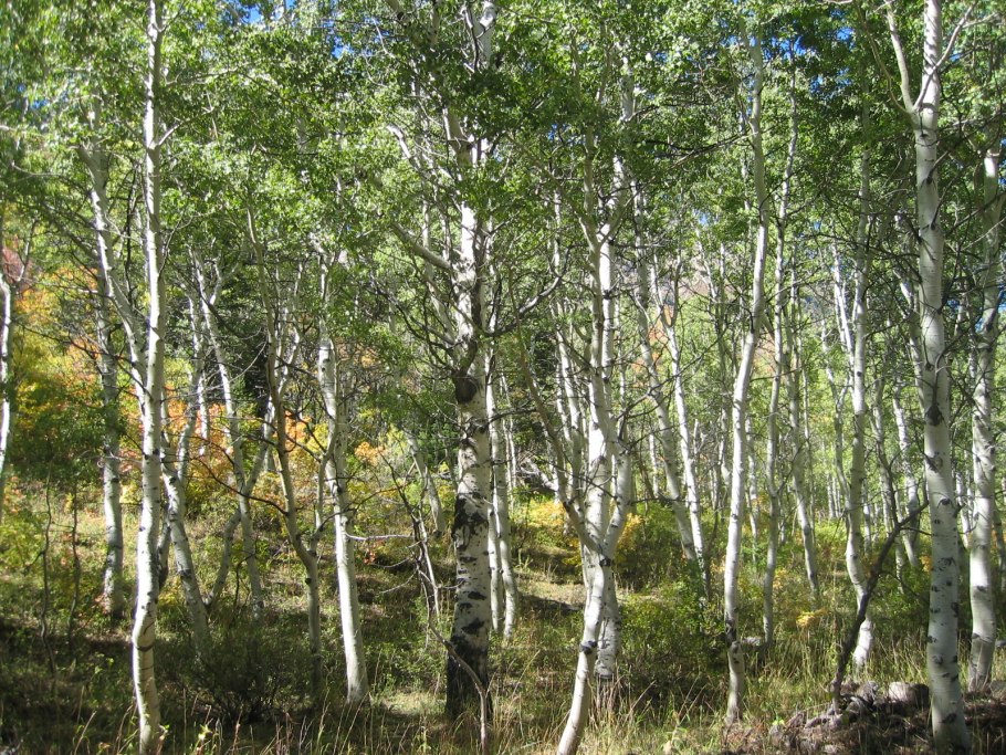 Betula papyrifera