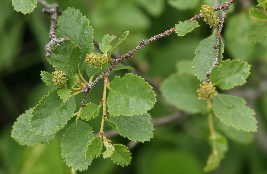Береза приземистая Betula humilis