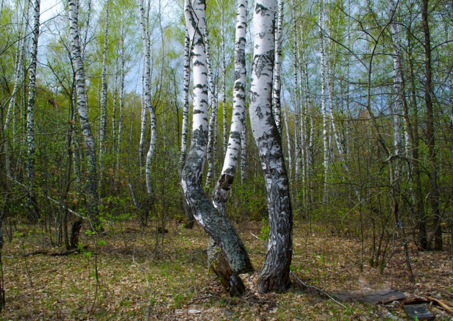 Береза бородавчатая