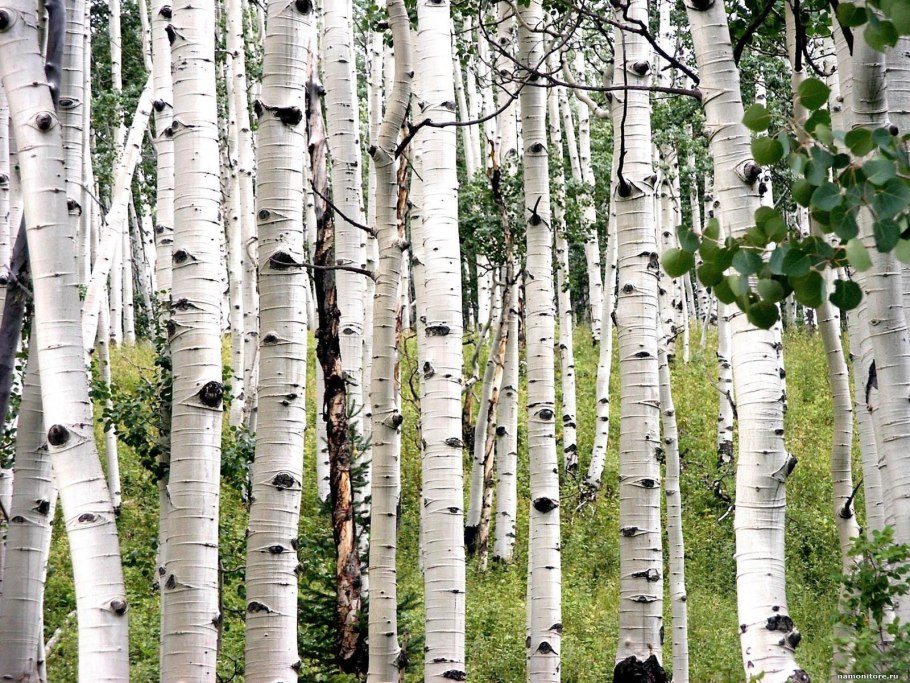 Береза белокорая