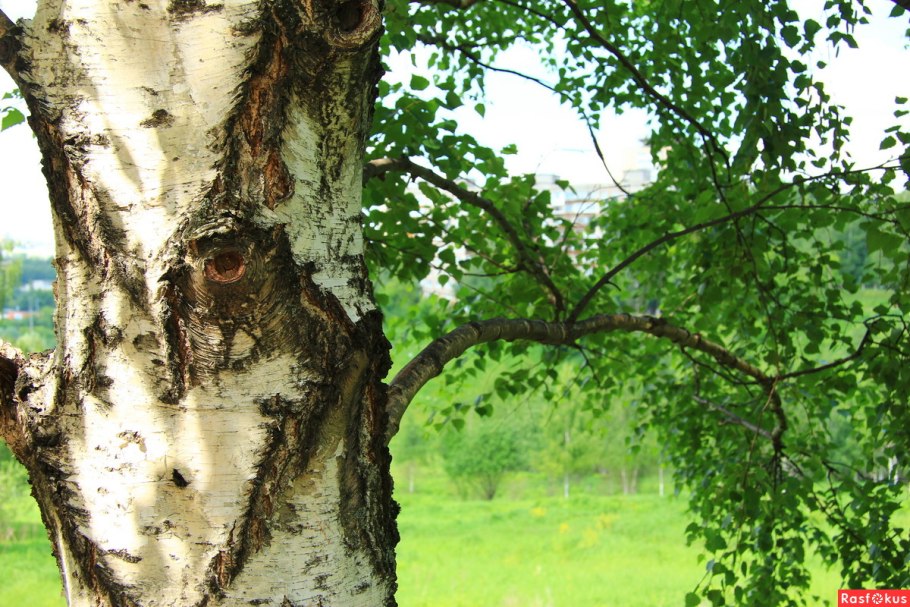 Березы в ряд