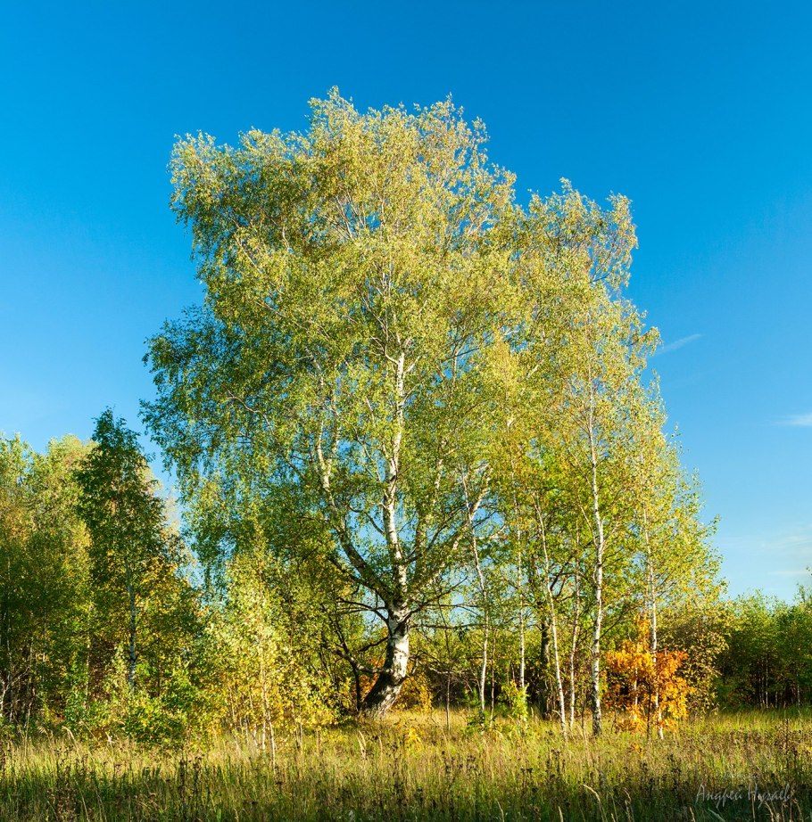 Береза повислая Пурпуреа
