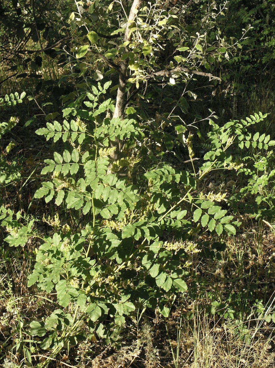 Берёза плосколистная