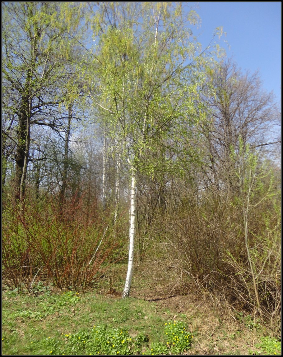 Береза повислая побег