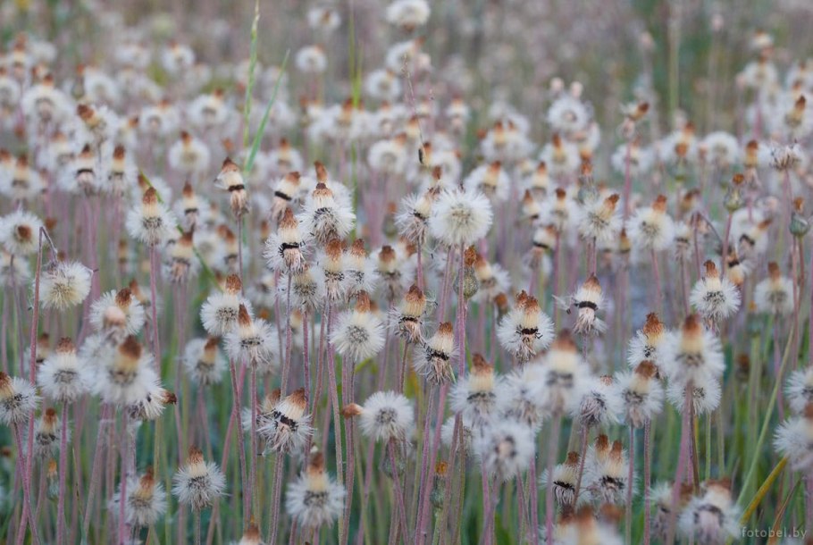 Белорусские растения