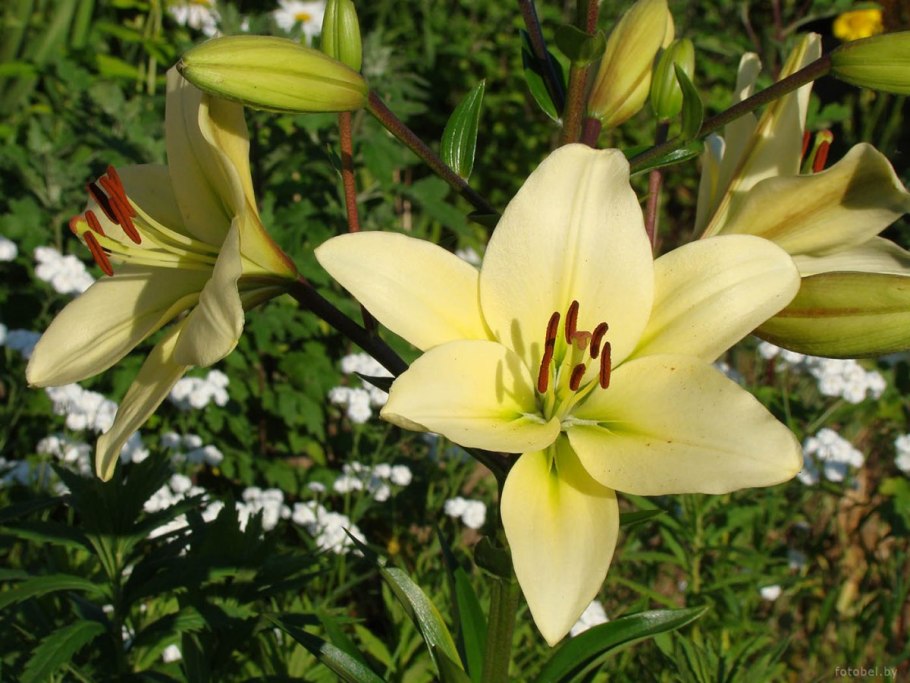 Белорусские цветы