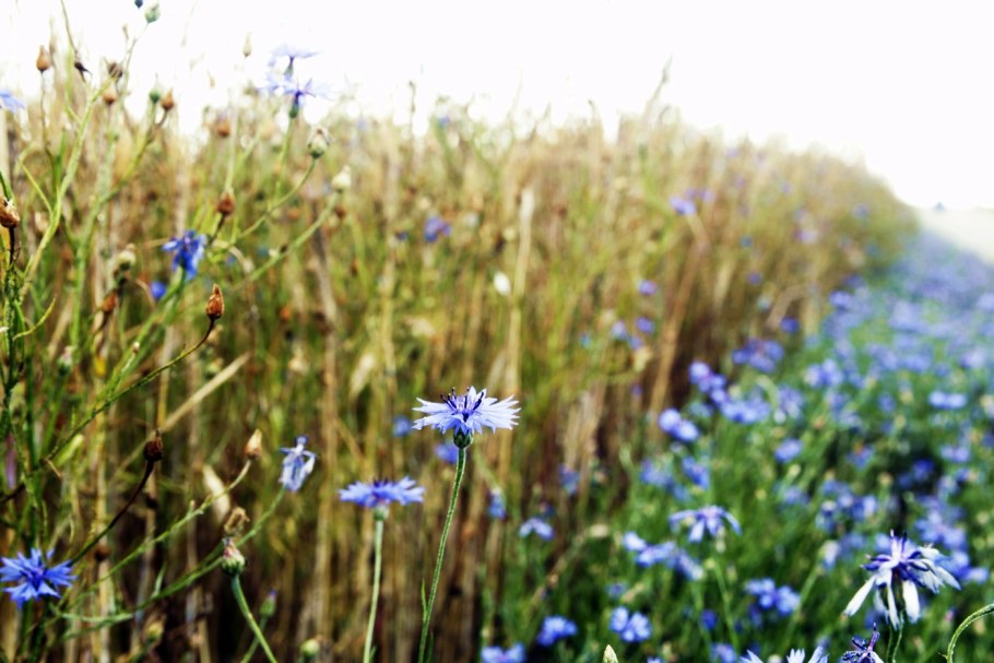 Растительный мир Белоруссии