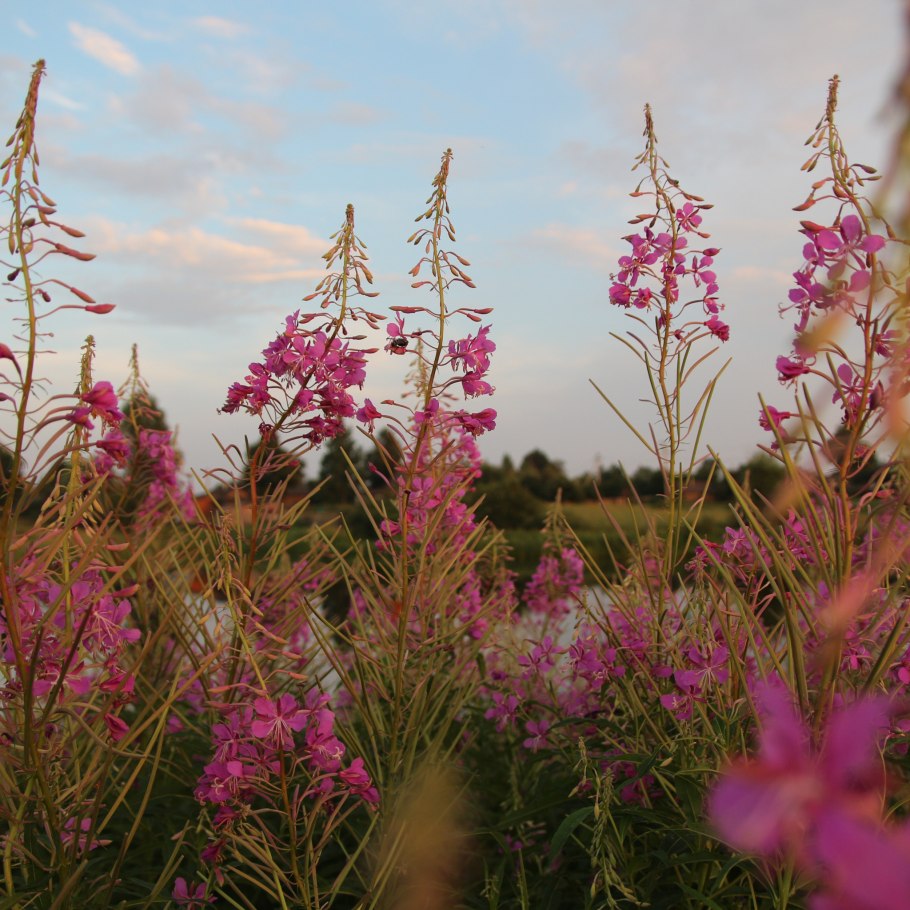 Иван-чай узколистный