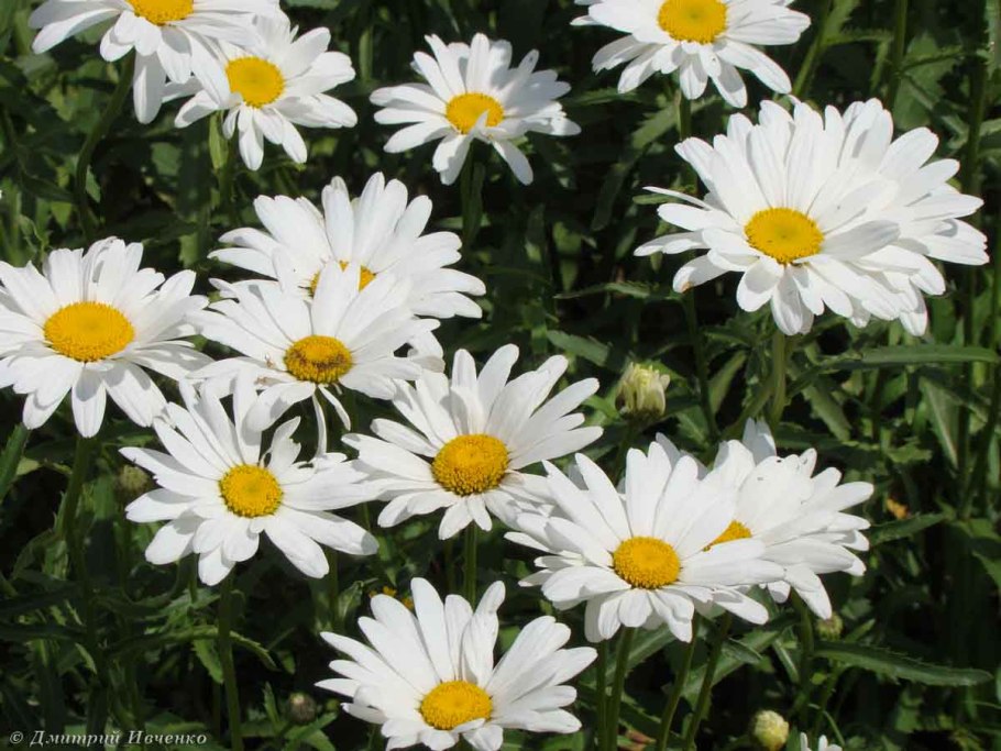 Белорусский национальный цветок