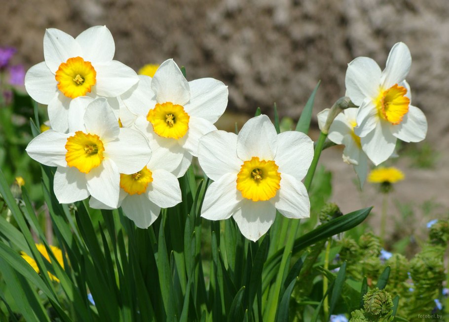 Растения Белоруссии