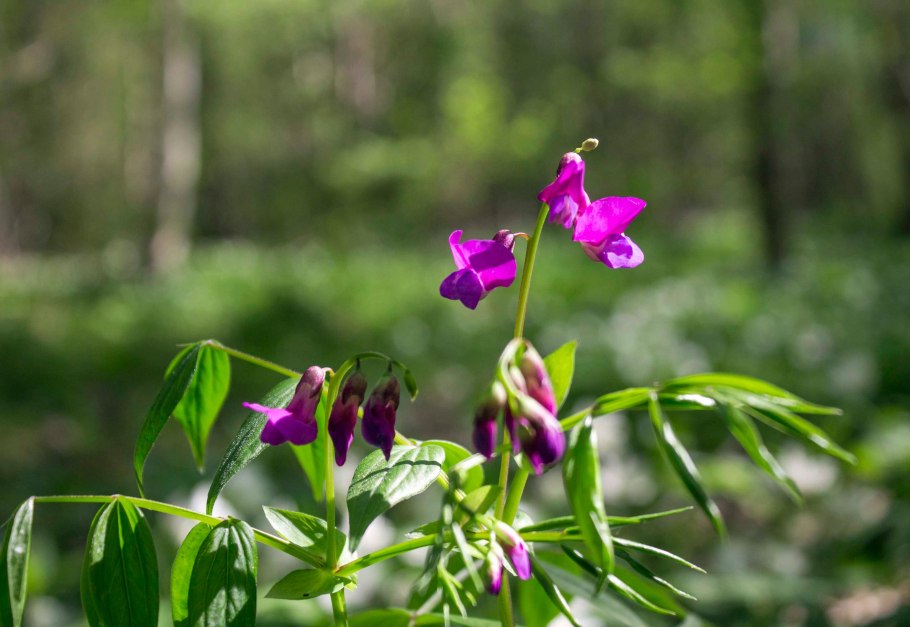 Чина льнолистная