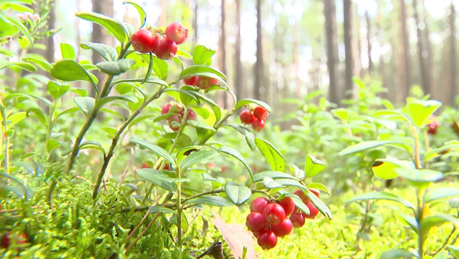 Гусиный лук малоцветковый